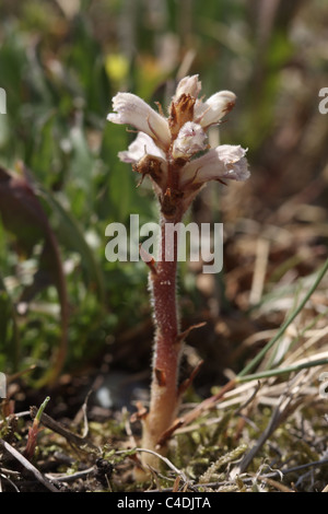 Bedstraw broomrape Orobanche caryophyllacea Stock Photo