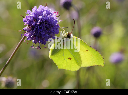 Common Brimstone Butterfly, Gonepteryx rhamni, Pieridae. On Devil's-bit Scabious. Stock Photo