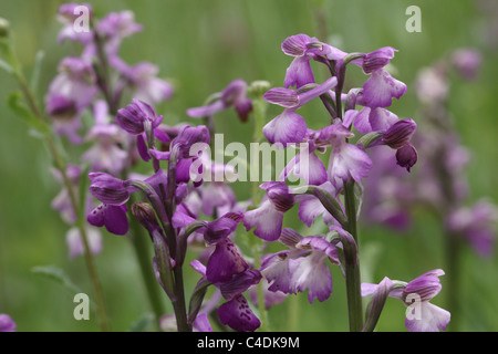 Group of green-winged orchids Stock Photo