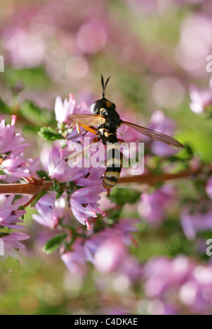 Wasp Fly, Conopid Fly or Thick-headed Fly, Conops quadrifasciatus, Conopidae, Diptera. Stock Photo