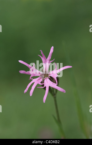 Single ragged robin flower, Lychnis flos-cuculi Stock Photo