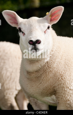 Pedigree Texel gimmer lambs born as a result of embryo transplant. Stock Photo