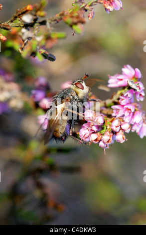 Tachinid fly (Tachina sp.) on a leaf. This is a species of parasitic ...