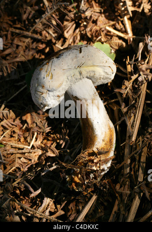 White Bolete. Bolete Mould, Hypomyces chrysospermus, Hypocreaceae Growing on a Bay Bolete, Imleria badia (Boletus badius), Boletaceae. Stock Photo