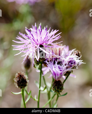 Spotted Knapweed is a noxious plant found in montana. It produces its own natural herbicide that kills plants around it. Stock Photo