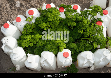 Used milk cartons are filled with water that heats up during the day and keeps the plants warm at night in a garden in Montana. Stock Photo