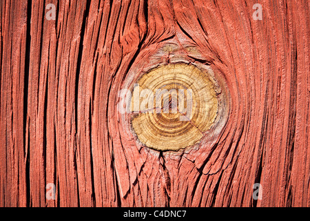 Knot in red painted wall. Stock Photo