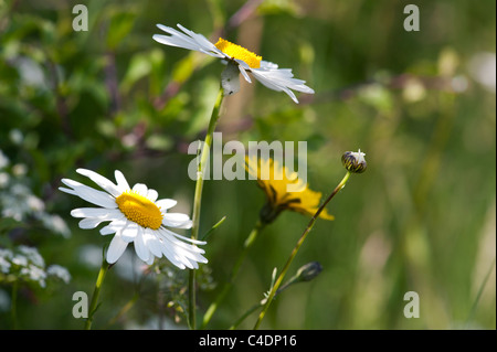 Leucanthemum vulgare. Oxeye daisy Stock Photo