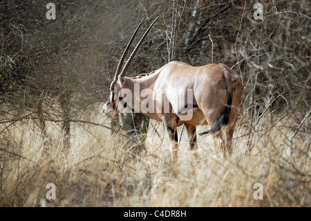 Fringe eared Oryx in the Tsavo West National Park, Kenya. Stock Photo