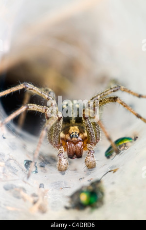 Labyrinth Spider in its funnel shaped web Stock Photo