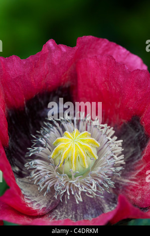 Papaver somniferum. Poppy flower. Close up on middle of poppy flower