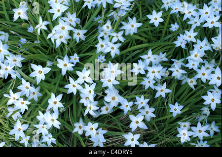 Ipheion uniflorum 'Wisley blue' flowers Stock Photo