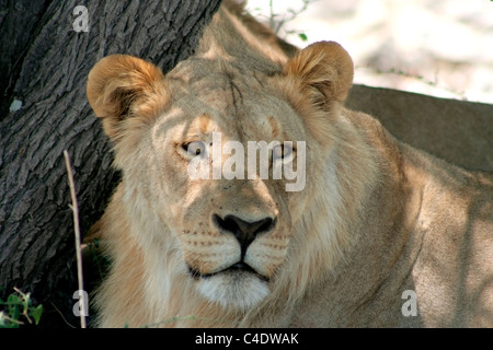 Young Lion Stock Photo