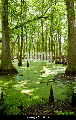 Cypress-Tupelo Swamp in Mississippi. on the Natchez Trace Parkway  Water covered in green algae and duckweed. Stock Photo