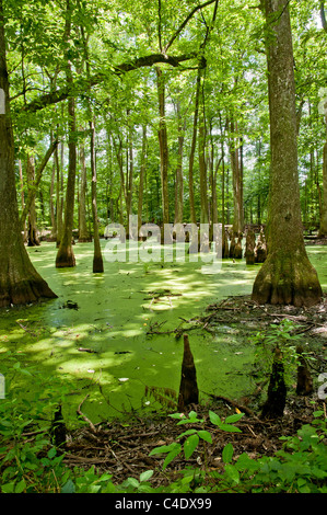 Cypress-Tupelo Swamp in Mississippi on the Natchez Trace Parkway.  Water covered in green algae and duckweed. Stock Photo