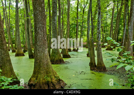 Cypress-Tupelo Swamp in Mississippi on the Natchez Trace Parkway.  Water covered in green algae and duckweed. Stock Photo