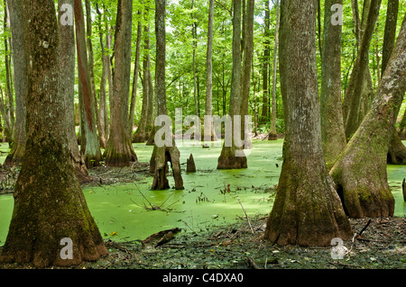 Cypress-Tupelo Swamp in Mississippi on the Natchez Trace Parkway.  Water covered in green algae and duckweed. Stock Photo