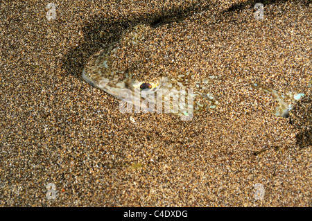 Greater Weever fish (Trachinus draco) hiding berried in sand on seabed Stock Photo
