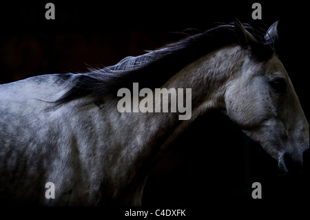 A white horse photographed on a dark background.