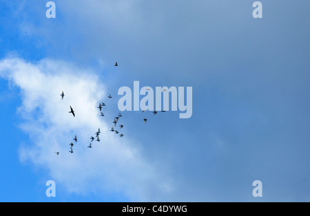 Peregrine Falcon chasing a flock of Feral Pigeons Stock Photo