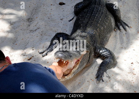 American alligator wrestling in the Everglades National Park Stock Photo