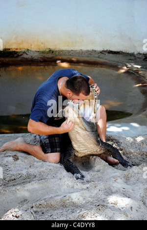 American alligator wrestling in the Everglades National Park Stock Photo