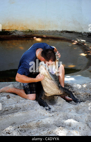 American alligator wrestling in the Everglades National Park Stock Photo