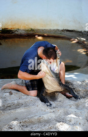 American alligator wrestling in the Everglades National Park Stock Photo