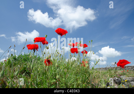 Wild poppies against blue sky, First World War trench, Flanders Stock Photo