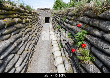 Poppies in preserved First World War trench, Trench of Death, Flanders Stock Photo