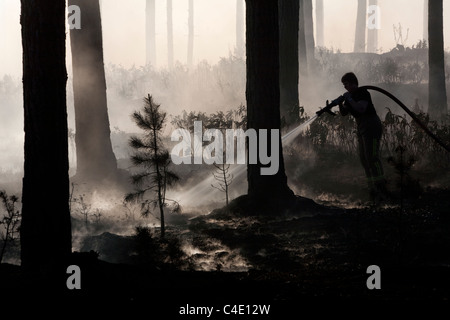 Firefighter dowsing smoldering forest floor during Swinley Forest fire, Crowthorne, Bracknell Stock Photo