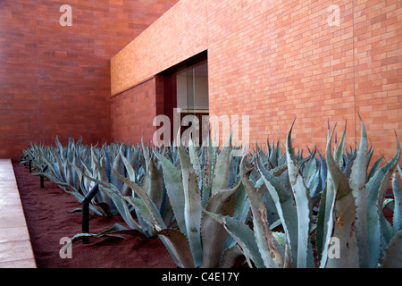 A row of aloe vera plants with a brick building in the background Stock Photo
