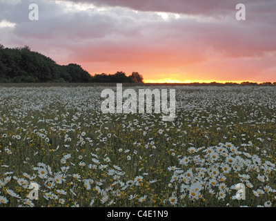 Beautiful sunset glow over a field of ox-eye daisies at dusk. Heartwood Forest Wild flower meadow. Stock Photo