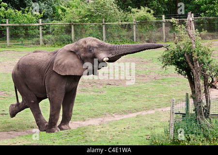 Elephant in West Midlands Safari Park Stock Photo