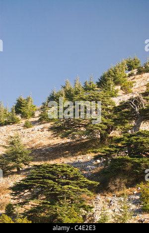 Cedar trees (Cedrus libani),Shouf Biospher reserve, Chouf Mountains, Lebanon. Stock Photo