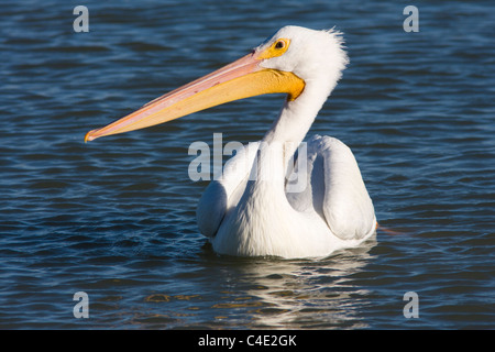 American White Pelican, Pelecanus erythrorhynchos, swimming in bay at Texas City, Texas. Stock Photo