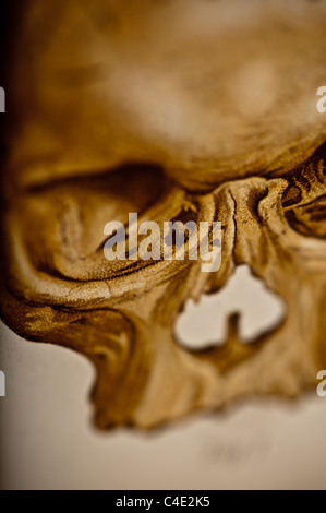 Illustration of the Human Skull copyright 1902 Stock Photo