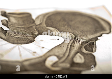 Illustration of the Human Pelvis copyright 1822 Stock Photo