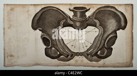 Illustration of the Human Pelvis copyright 1822 Stock Photo