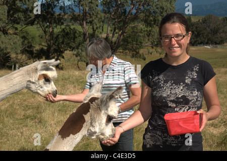 Two women handfeeding alpacas Stock Photo