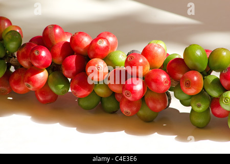 Coffee berries close-up Stock Photo