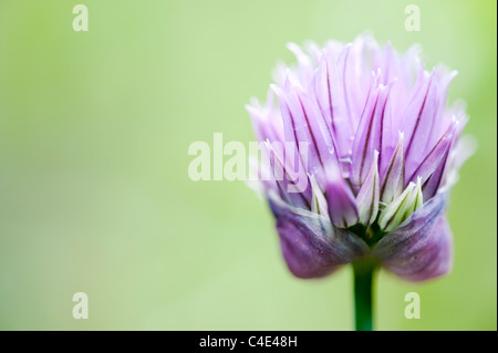 Allium schoenoprasum. Chive flower Stock Photo