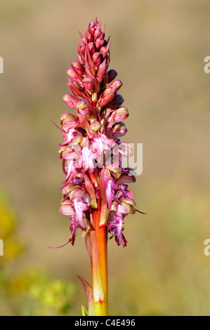 Himantoglossum robertianum, formerly Barlia robertiana, Pyrénées-Orientales,France Stock Photo