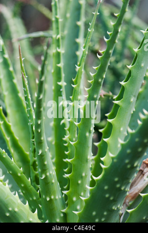 Aloe x spinosissima. Spider Aloe plant Stock Photo