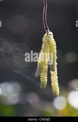 Corylus avellana, 'Contorta' . Corkscrew Hazel catkins releasing pollen Stock Photo