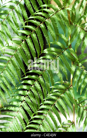 Dicksonia antarctica.Soft tree fern foliage abstract Stock Photo