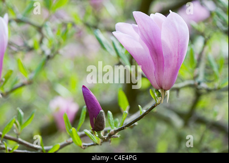 Magnolia 'Randy' flower opening in spring. UK Stock Photo
