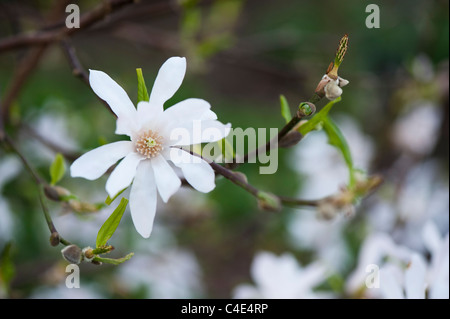 Magnolia x loebneri 'leonard messel' flower Stock Photo