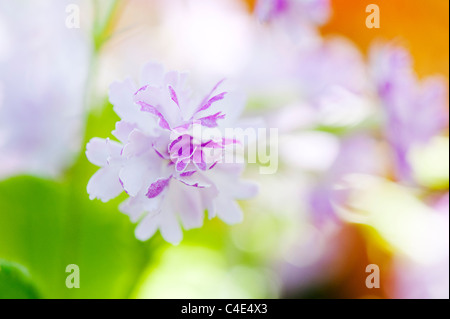 Primula sieboldii amaendo. Japanese primrose flower. Asiatic Primrose Stock Photo