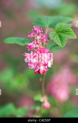 Ribes Sanguineum Atrorubens. Winter Currant, Red Flowering Currant Stock Photo